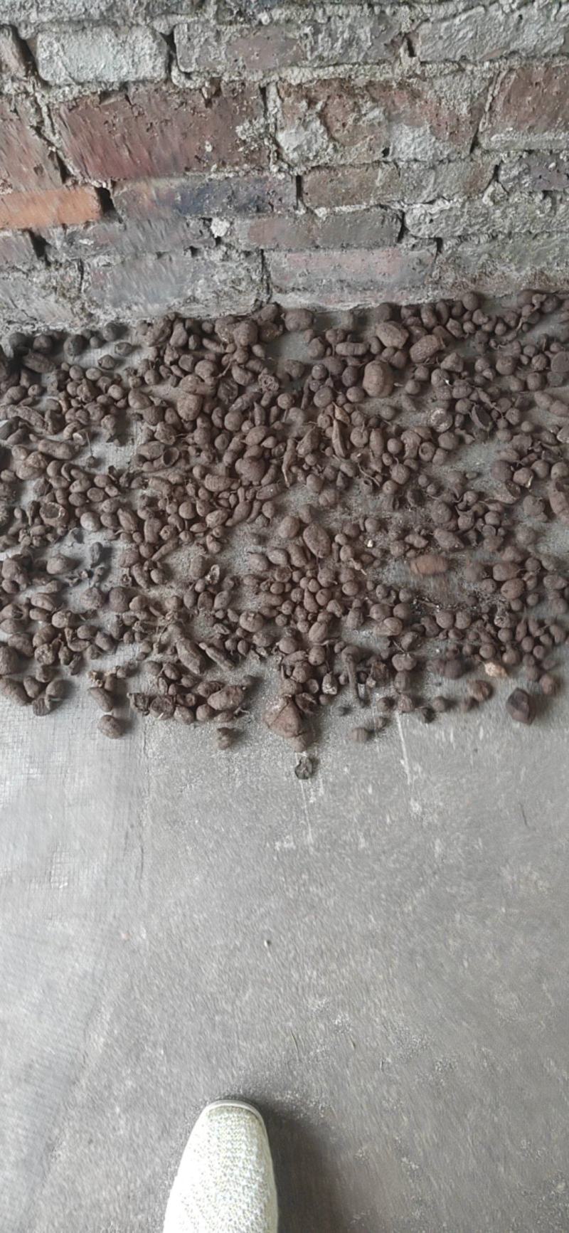 广西桂林干货三叶青，穿破石