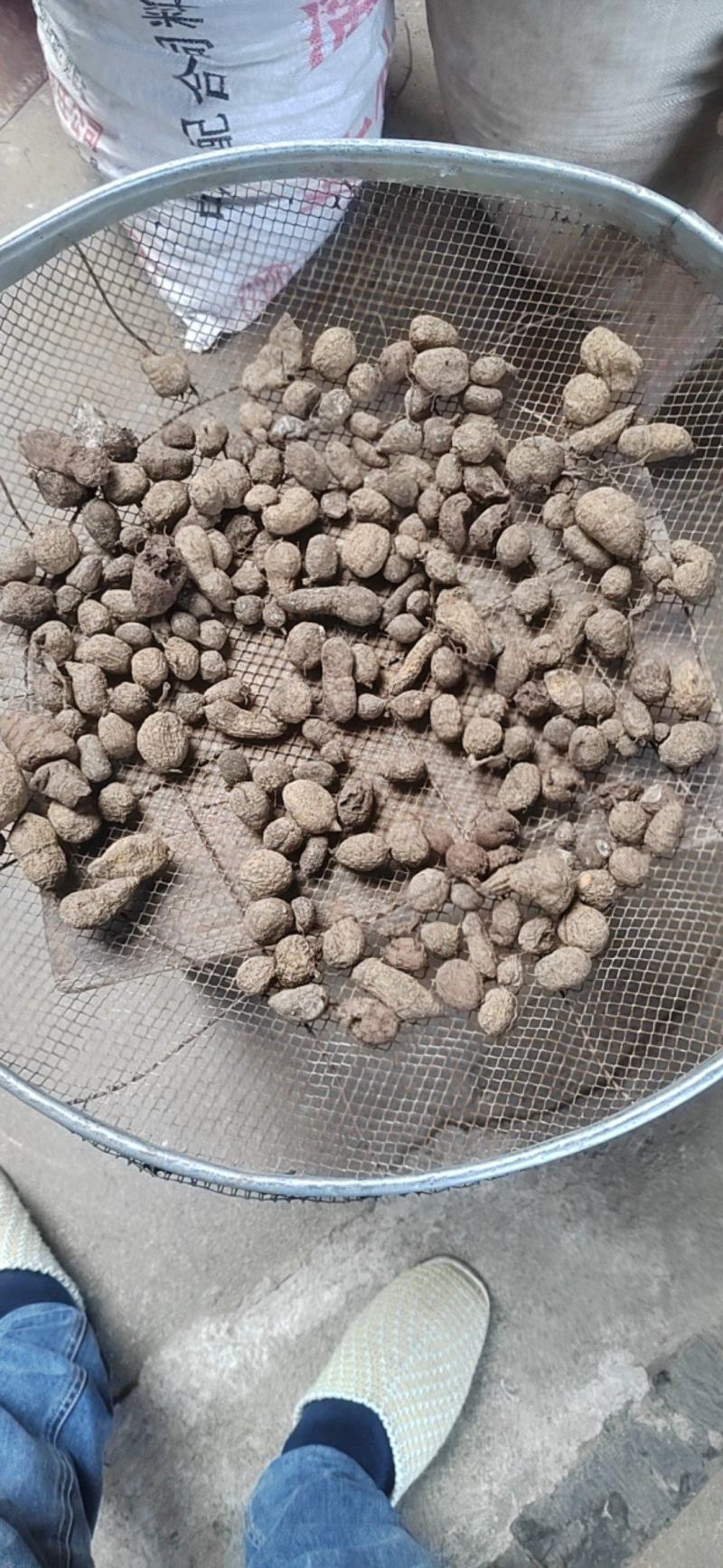 广西桂林干货三叶青，穿破石