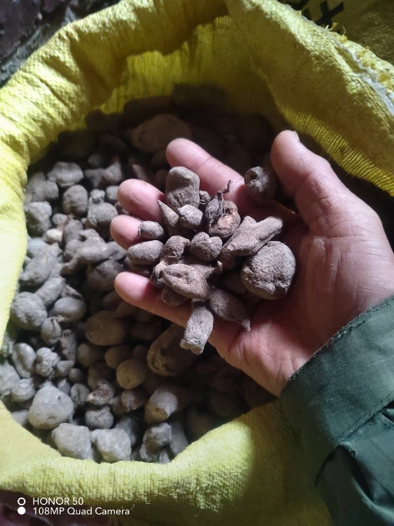 广西桂林干货三叶青，穿破石