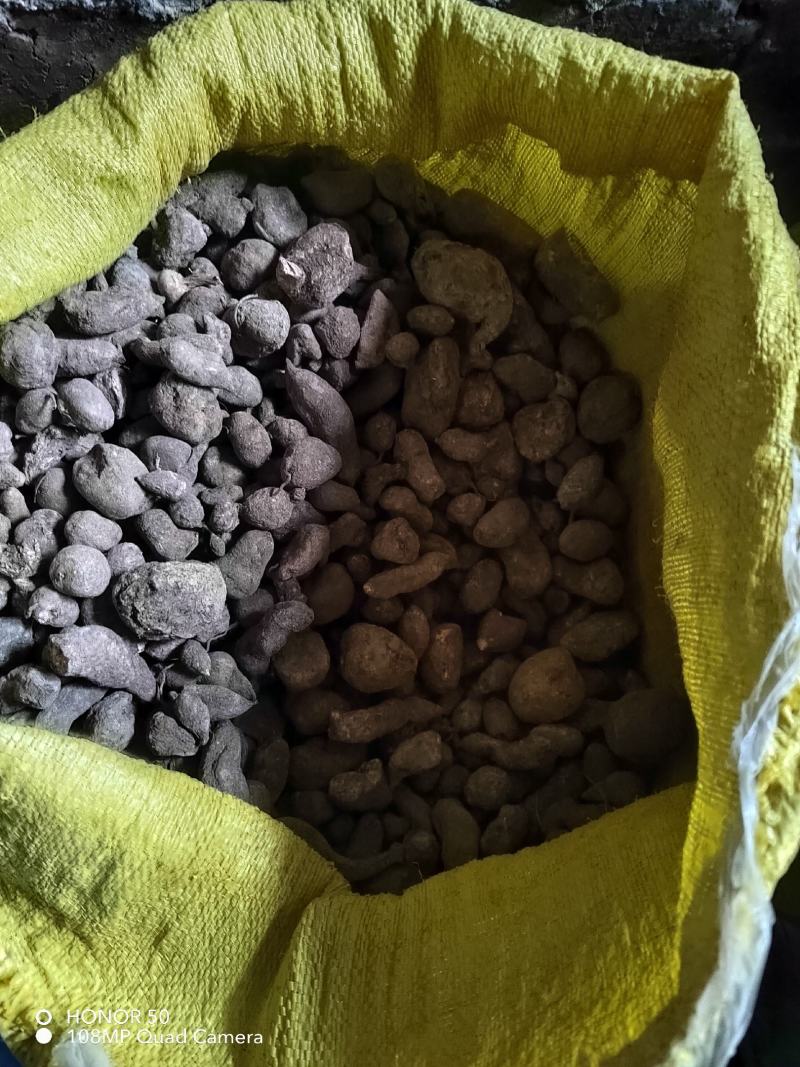 广西桂林干货三叶青，穿破石