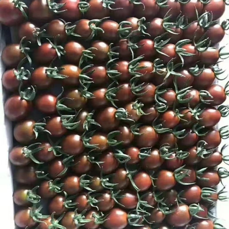 紫千禧紫番茄种苗紫色圣女果苗小西红柿种苗穴盘苗