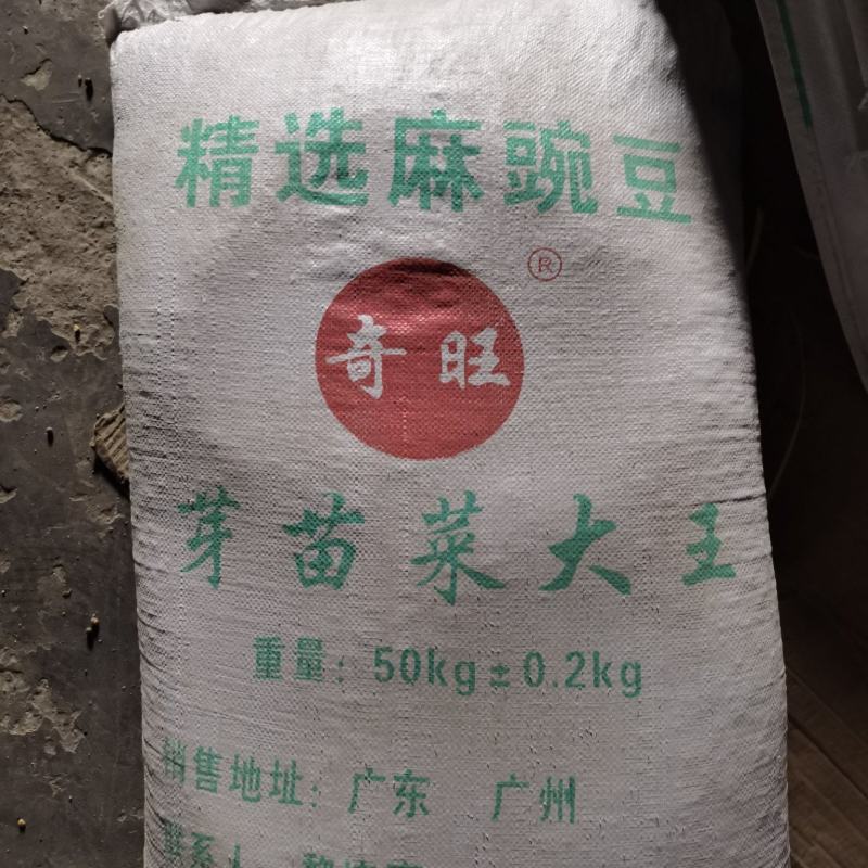 白豌豆，精品新疆白豌豆，白豌豆，发苗专用