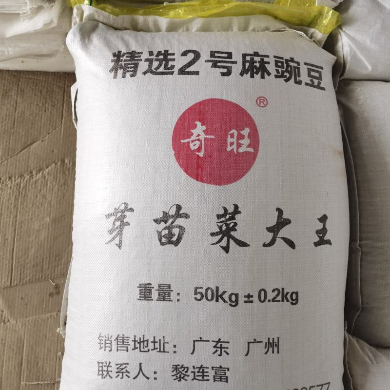 白豌豆，精品新疆白豌豆，白豌豆，发苗专用