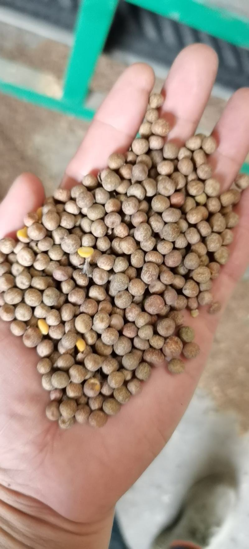 【精选】一号麻豌豆，芽苗菜专用，大量供应