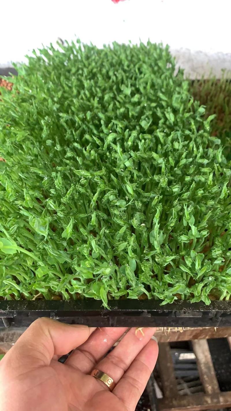 【精选】一号麻豌豆，芽苗菜专用，大量供应