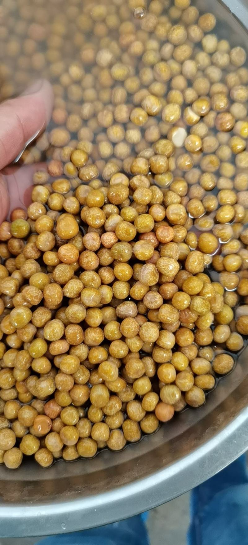 【精选】一号麻豌豆，芽苗菜专用，大量供应