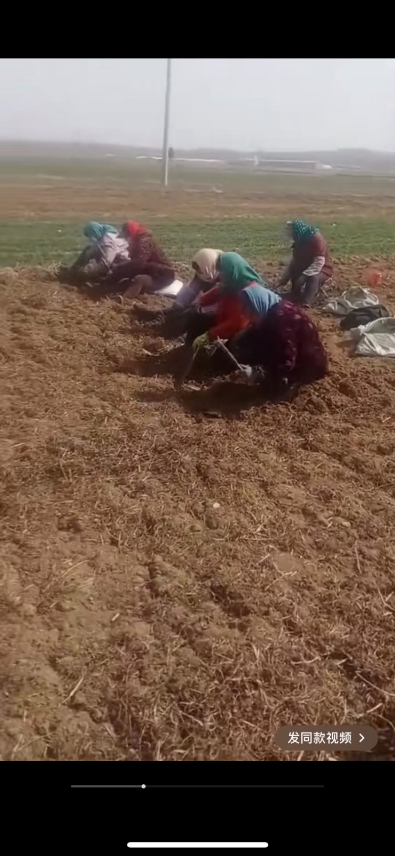 基地直供现挖现发优质丹参苗，量大从优需要的老板一亩田联系