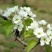 库尔勒香梨授粉，鸭梨花粉雪花梨花粉发芽率高代收代加工量大