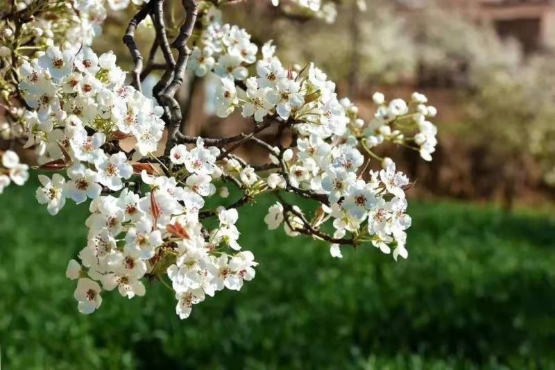 库尔勒香梨授粉，鸭梨花粉雪花梨花粉发芽率高代收代加工量大