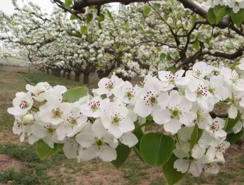 库尔勒香梨授粉，鸭梨花粉雪花梨花粉发芽率高代收代加工量大