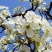 库尔勒香梨授粉，鸭梨花粉雪花梨花粉发芽率高代收代加工量大