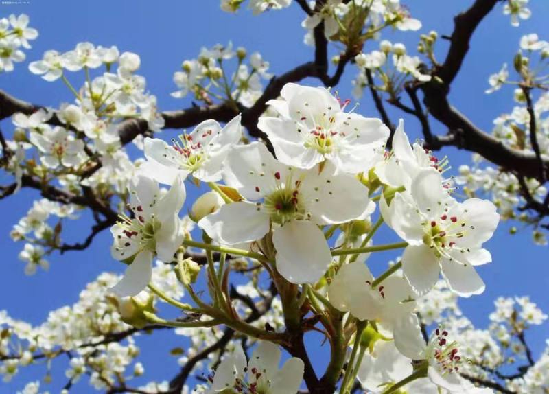 库尔勒香梨授粉，鸭梨花粉雪花梨花粉发芽率高代收代加工量大