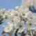 库尔勒香梨授粉，鸭梨花粉雪花梨花粉发芽率高代收代加工量大