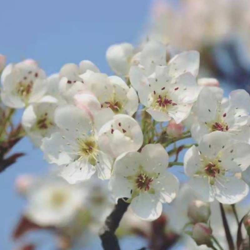 库尔勒香梨授粉，鸭梨花粉雪花梨花粉发芽率高代收代加工量大