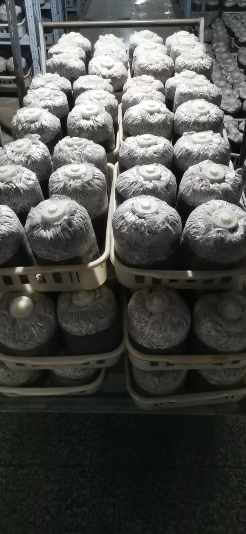 平菇菌包食用菌厂家直销品质保证