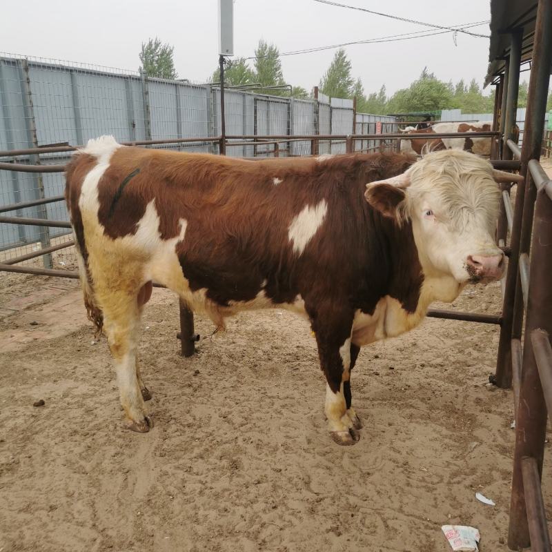 小牛犊，肉牛犊活牛苗，供应西门塔尔牛犊包健康改良牛多少钱