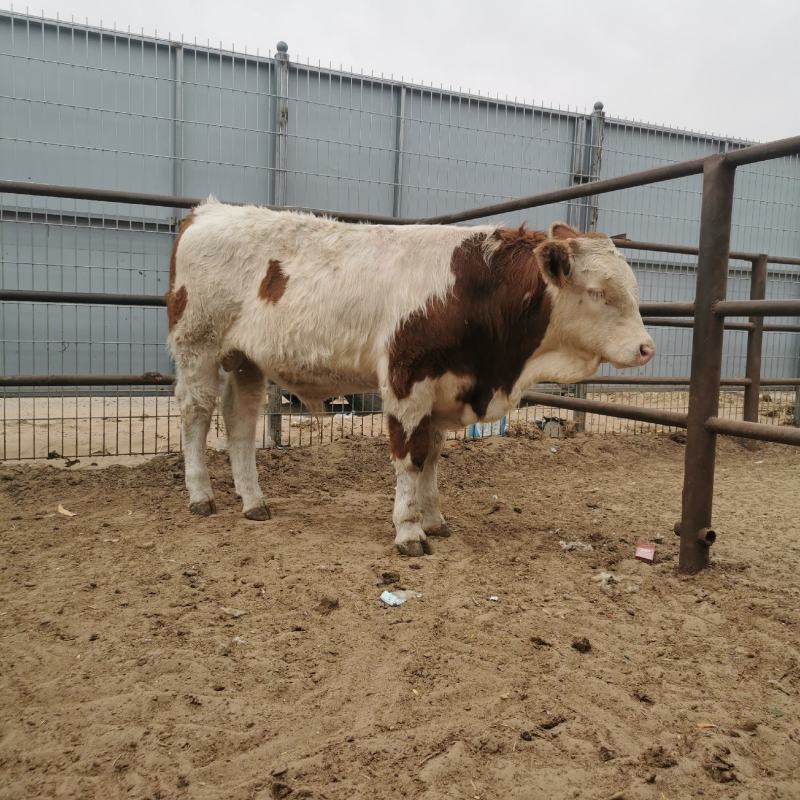 小牛犊，肉牛犊活牛苗，供应西门塔尔牛犊包健康改良牛多少钱