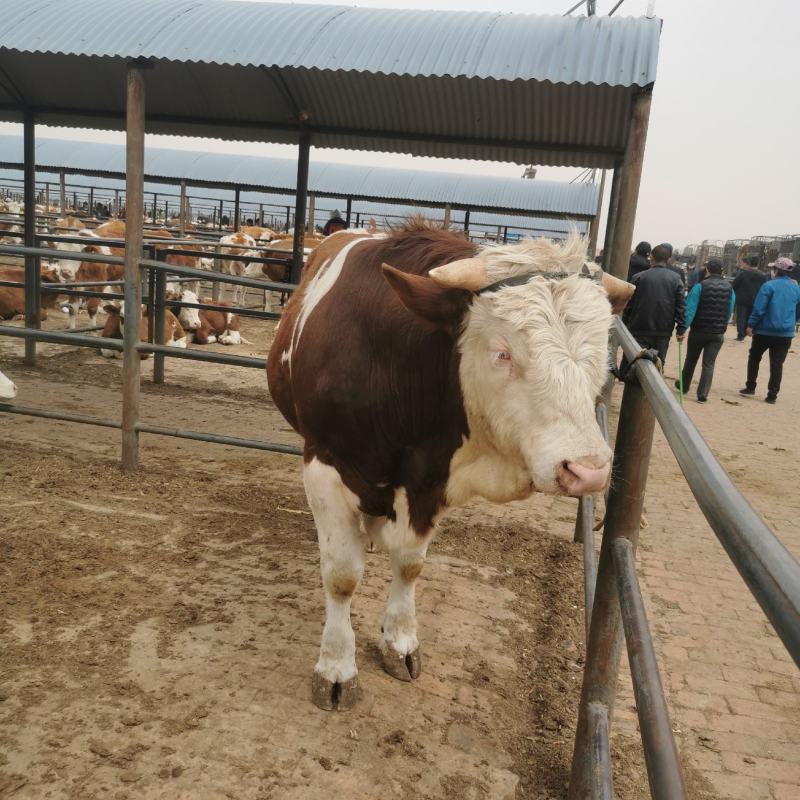 小牛犊，肉牛犊活牛苗，供应西门塔尔牛犊包健康改良牛多少钱