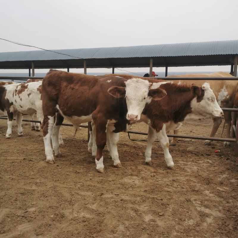 小牛犊，肉牛犊活牛苗，供应西门塔尔牛犊包健康改良牛多少钱