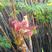 [荐]红油香椿芽常年出售四季香椿芽大棚香椿芽陆地香椿