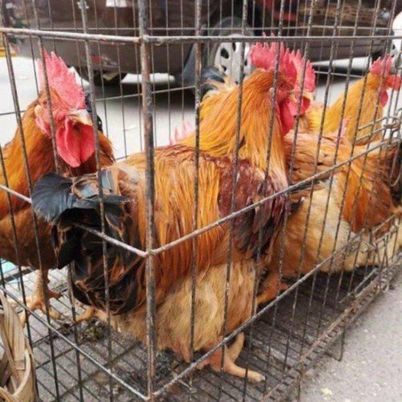 K九新广901鸡苗质量可靠包打岀壳疫苗包运输存活～