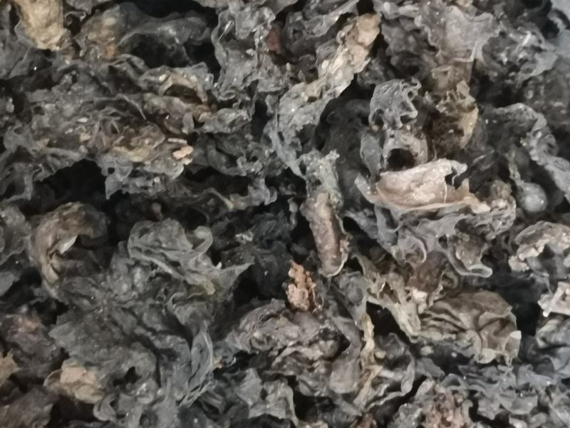 新货过筛地皮菜大量上市。疯狂抢购中
