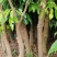 荔枝桂米苗4～8cm