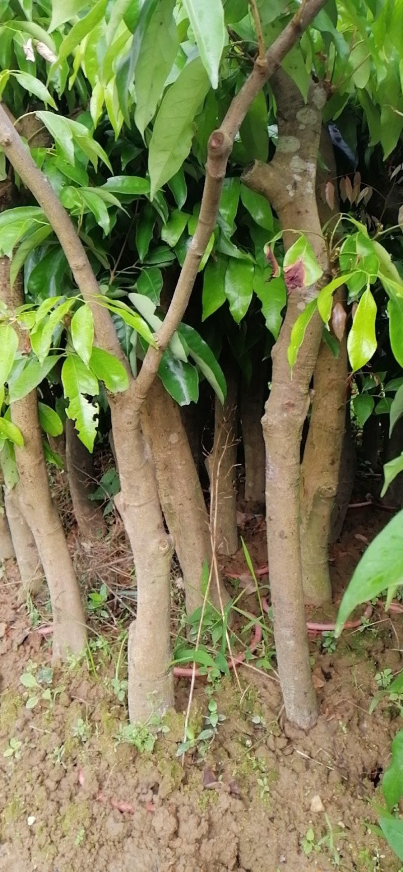 荔枝桂米苗4～8cm