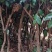 荔枝桂米苗4～8cm