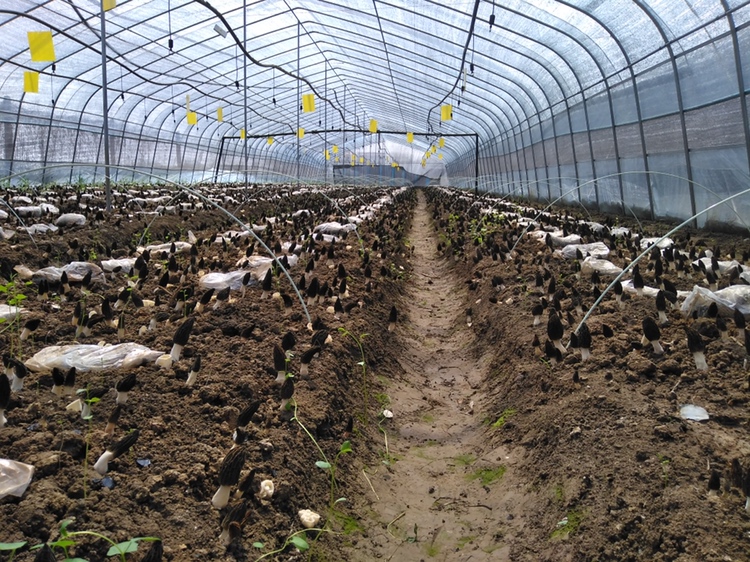 羊肚菌种植基地航拍图