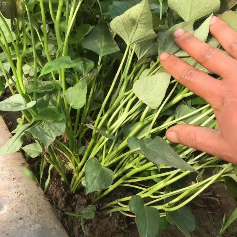 红薯苗西瓜红红薯秧商薯19量大从优欢迎各位老板洽谈