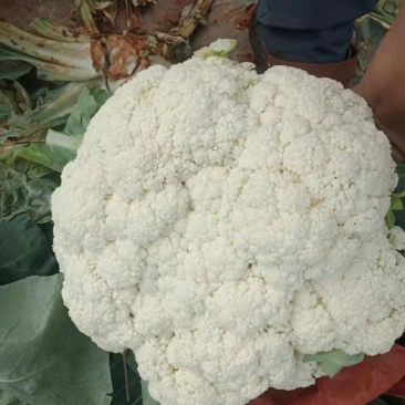 白花菜。质量保证。价格便宜（蔬菜水果长期代办）