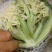 白花菜。质量保证。价格便宜（蔬菜水果长期代办）