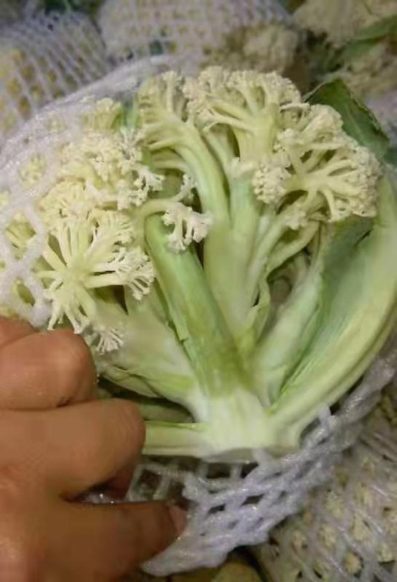 白花菜。质量保证。价格便宜（蔬菜水果长期代办）