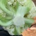 白花菜。质量保证。价格便宜（蔬菜水果长期代办）