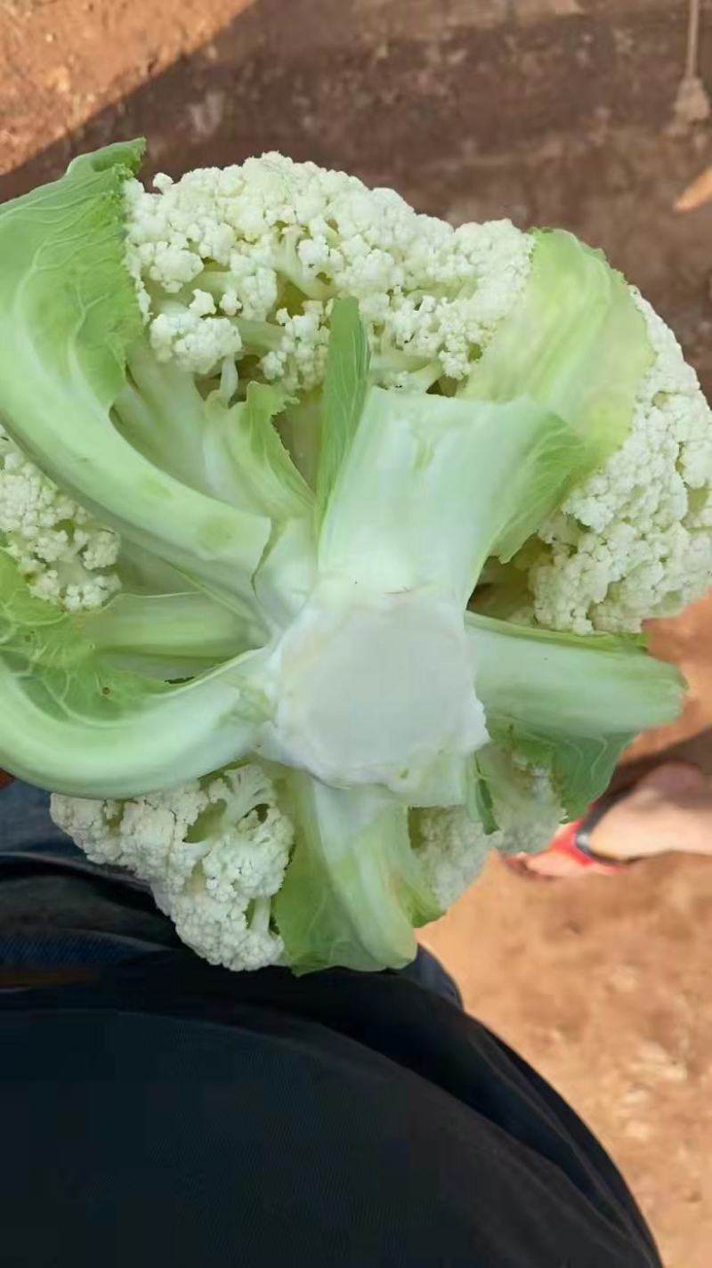 白花菜。质量保证。价格便宜（蔬菜水果长期代办）