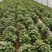 红薯苗西瓜红红薯秧商薯19量大从优欢迎各位老板洽谈