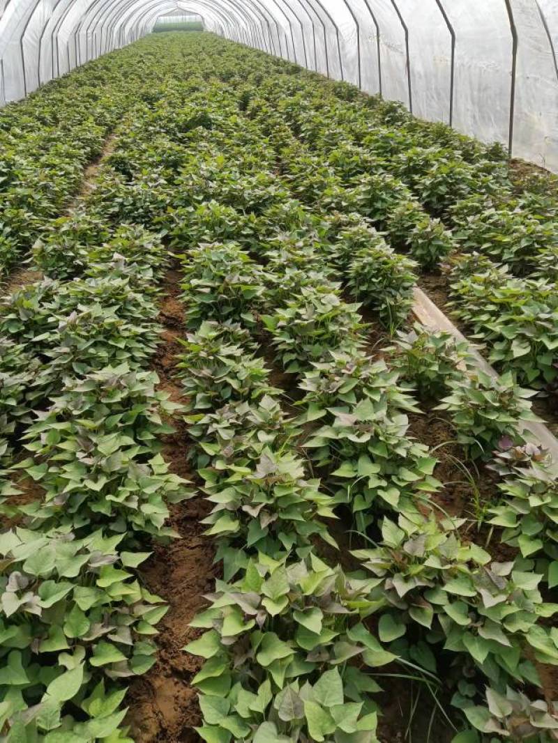 红薯苗西瓜红红薯秧商薯19量大从优欢迎各位老板洽谈