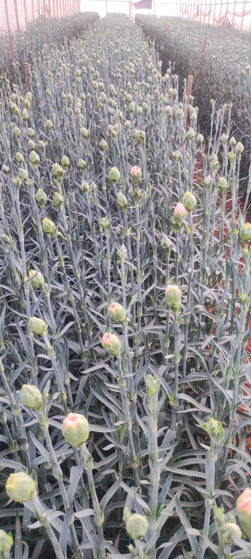 销往韩国、日本的康乃馨，国内零星销售，抓住机会哦