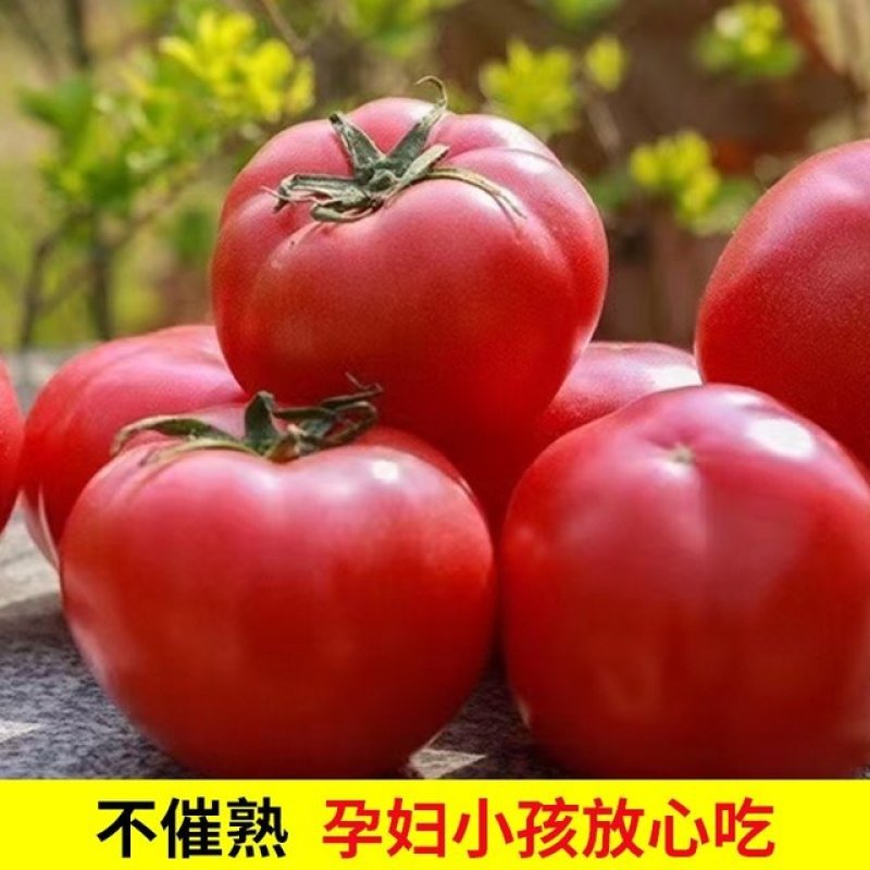 2026年新疆吐鲁番西红柿普沙瓤西红柿新鲜营养自然成熟