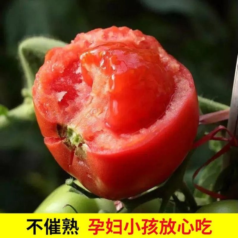 2026年新疆吐鲁番西红柿普沙瓤西红柿新鲜营养自然成熟