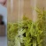 2022新茶来凤富硒藤茶特级芽尖茶降三高改善亚健康批零兼