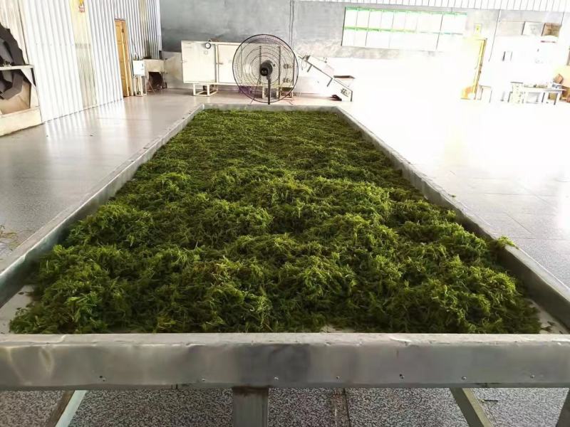 2022新茶来凤富硒藤茶特级芽尖茶降三高改善亚健康批零兼