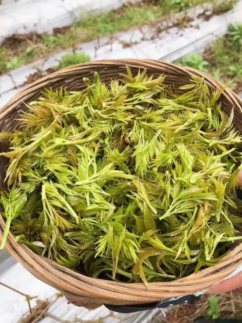 2022新茶来凤富硒藤茶特级芽尖茶降三高改善亚健康批零兼