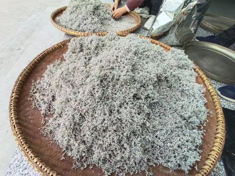 2022新茶来凤富硒藤茶特级芽尖茶降三高改善亚健康批零兼