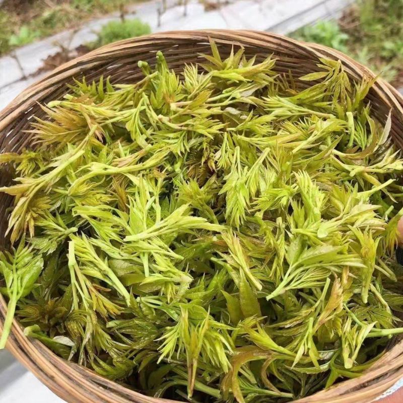 2022新茶来凤富硒藤茶特级芽尖茶降三高改善亚健康批零兼