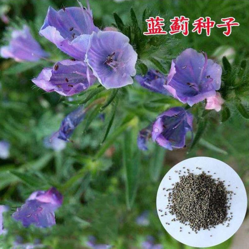 蓝蓟种子蓝刺头种子混色多年生植物四季花种庭院盆栽景观花海