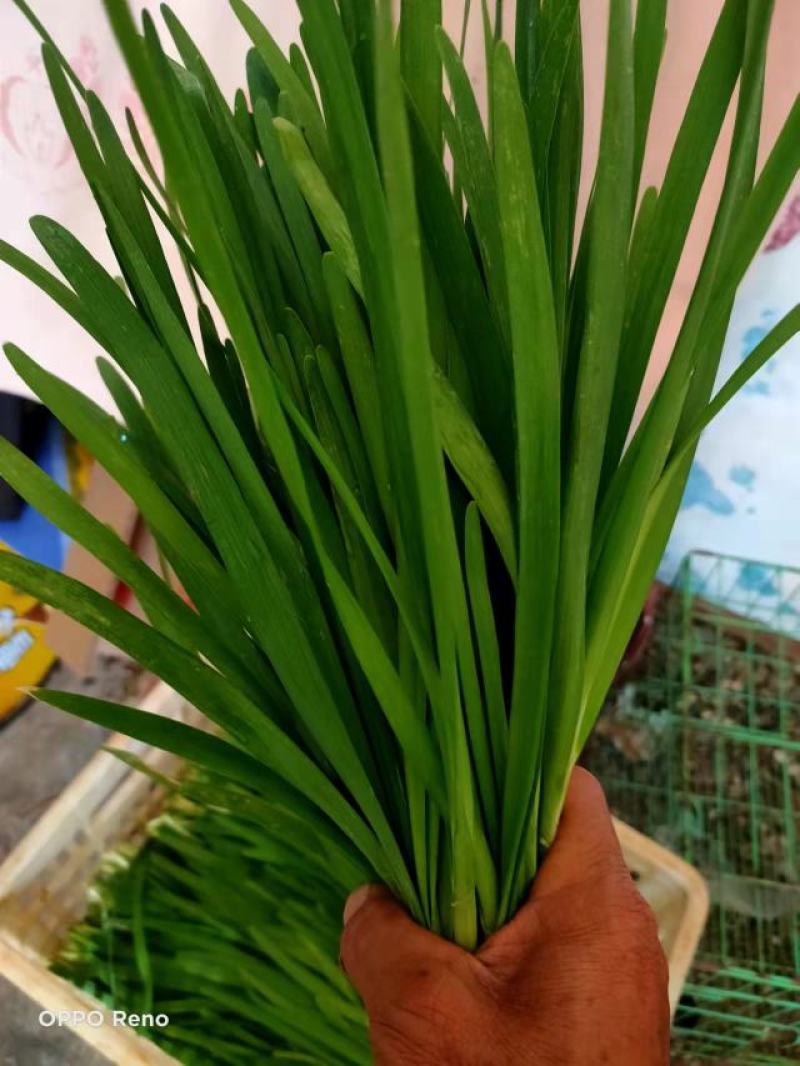 贵州韭菜