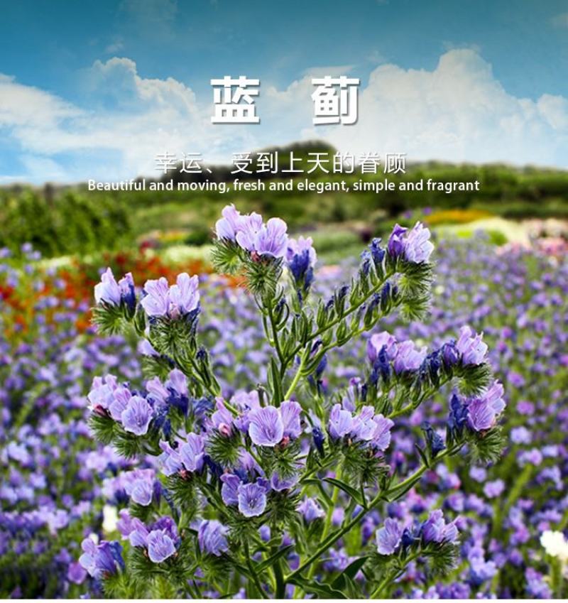 蓝蓟种子蓝刺头种子混色多年生植物四季花种庭院盆栽景观花海