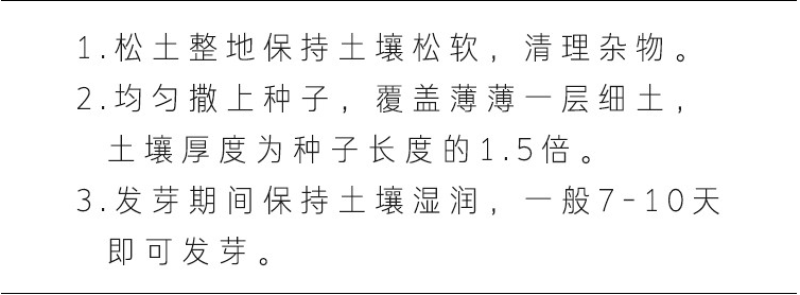 蓝蓟种子蓝刺头种子混色多年生植物四季花种庭院盆栽景观花海